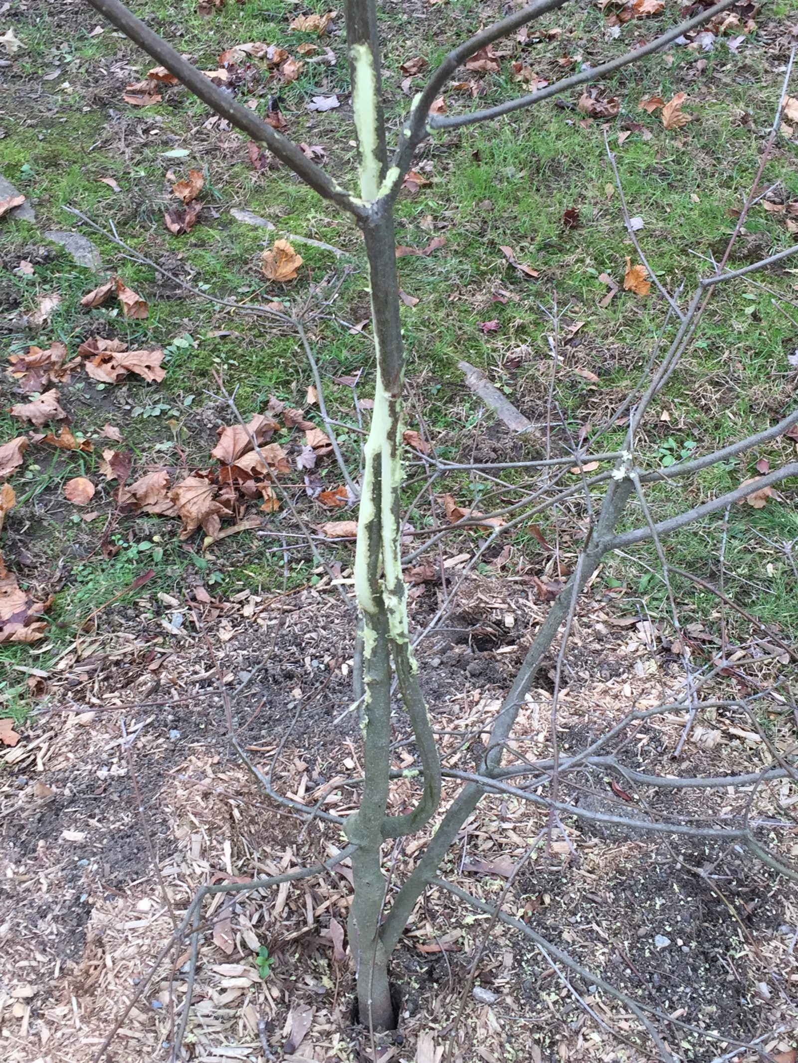 How to Protect Trees From Deer Rub