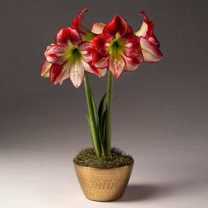 18 Amaryllis Christmas Gifts For Giving Flamenco Queen Amaryllis In Gold Bowl #Gifts #Gardening #GardeningGifts #GardenersGifts #GardenFlowers #Amaryllis #Christmas