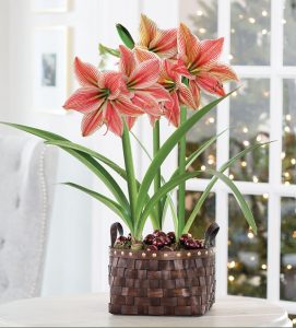 18 Amaryllis Christmas Gifts For Giving Gifts Of Gladness Amaryllis #Gifts #Gardening #GardeningGifts #GardenersGifts #GardenFlowers #Amaryllis #Christmas