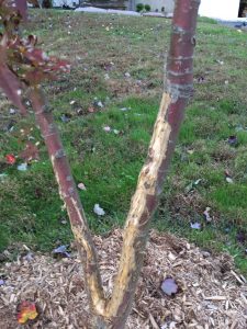 How to Protect Trees From Deer Rub Japanese Maple #BuckRub #AntlerRub #DeerRub #DeerDamage #TreeTrunkDamage #ProtectTrees #TreeDamage #TreeWrap