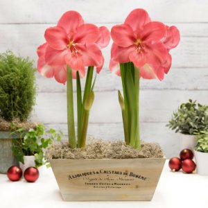 18 Amaryllis Christmas Gifts For Giving Lagoon Amaryllis In Wood Crate #Gifts #Gardening #GardeningGifts #GardenersGifts #GardenFlowers #Amaryllis #Christmas