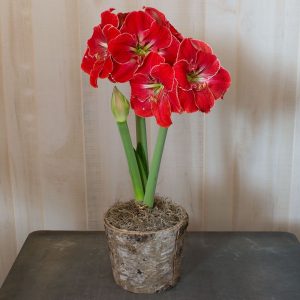 18 Amaryllis Christmas Gifts For Giving Magical Touch Amaryllis #Gifts #Gardening #GardeningGifts #GardenersGifts #GardenFlowers #Amaryllis #Christmas