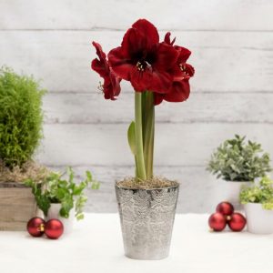 18 Amaryllis Christmas Gifts For Giving Magnum Amaryllis In Silver Ceramic Pot #Gifts #Gardening #GardeningGifts #GardenersGifts #GardenFlowers #Amaryllis #Christmas