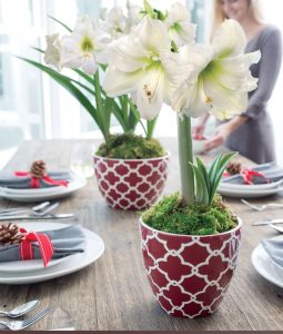 18 Amaryllis Christmas Gifts For Giving Merry & Bright Amaryllis #Gifts #Gardening #GardeningGifts #GardenersGifts #GardenFlowers #Amaryllis #Christmas