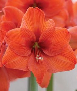 18 Amaryllis Christmas Gifts For Giving Naranja Amaryllis #Gifts #Gardening #GardeningGifts #GardenersGifts #GardenFlowers #Amaryllis #Christmas