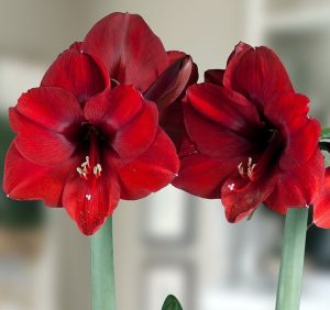 18 Amaryllis Christmas Gifts For Giving Olaf Deep Red Giant Amaryllis #Gifts #Gardening #GardeningGifts #GardenersGifts #GardenFlowers #Amaryllis #Christmas