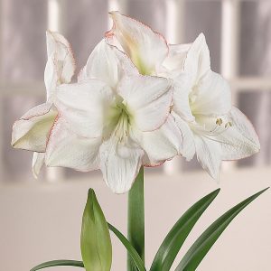 18 Amaryllis Christmas Gifts For Giving Picotee Amaryllis #Gifts #Gardening #GardeningGifts #GardenersGifts #GardenFlowers #Amaryllis #Christmas