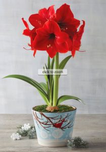 18 Amaryllis Christmas Gifts For Giving Red Lion Amaryllis #Gifts #Gardening #GardeningGifts #GardenersGifts #GardenFlowers #Amaryllis #Christmas