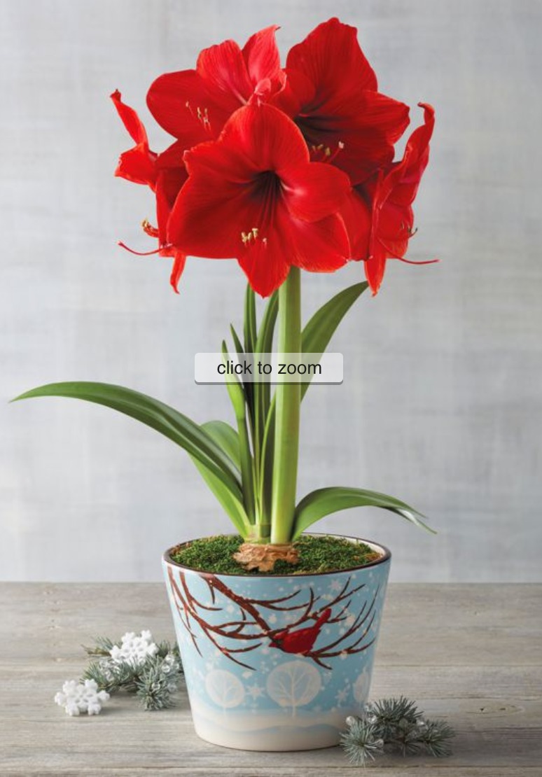 18 Amaryllis Christmas Gifts For Giving