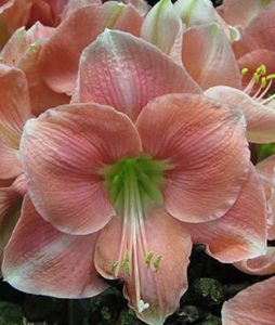 18 Amaryllis Christmas Gifts For Giving Rosalie Amaryllis #Gifts #Gardening #GardeningGifts #GardenersGifts #GardenFlowers #Amaryllis #Christmas