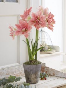 118 Amaryllis Christmas Gifts For Giving Sweet Nymph Potted Amaryllis #Gifts #Gardening #GardeningGifts #GardenersGifts #GardenFlowers #Amaryllis #Christmas