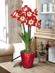 18 Amaryllis Christmas Gifts For Giving Tres Chic Potted Amaryllis Red White Green #Gifts #Gardening #GardeningGifts #GardenersGifts #GardenFlowers #Amaryllis #Christmas