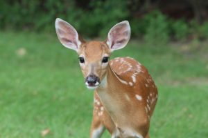 How to Keep Deer Out of Your Garden During the Winter Deer #DeerRepellent #Gardening #Garden #DeerRepellentSpray