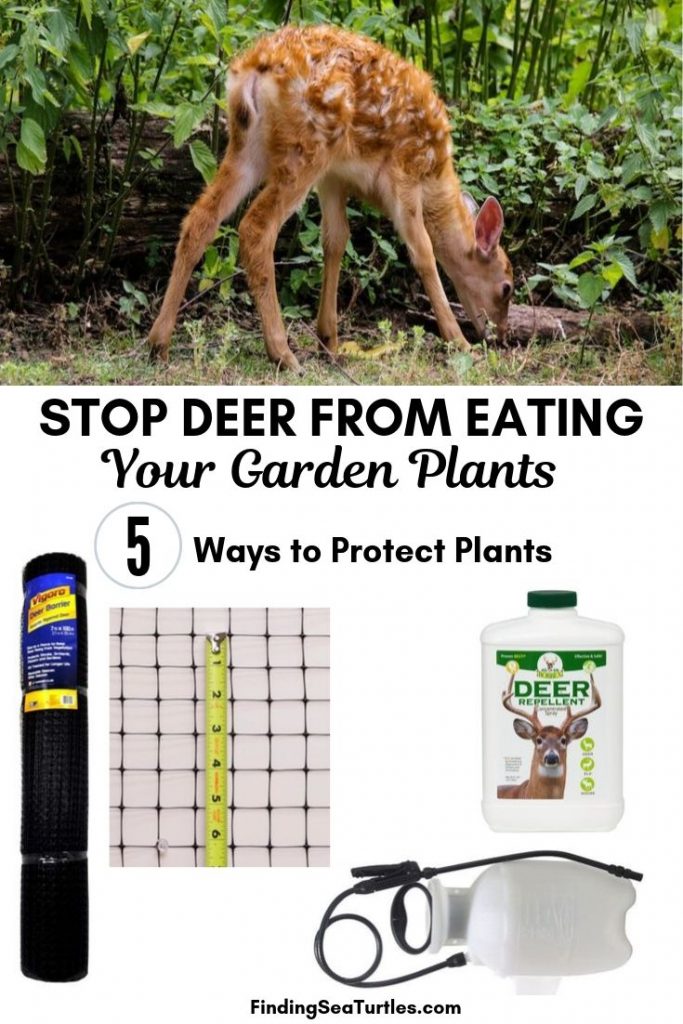 How to Keep Deer Out of Your Garden During the Winter