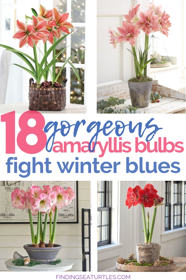 18 Amaryllis Winter Blues Busters #Amaryllis #Christmas #ChristmasDecor #ChristmasGifts #Centerpiece