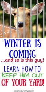 How to Keep Deer Out of Your Garden During the Winter #DeerRepellent #Gardening #Garden #DeerRepellentSpray