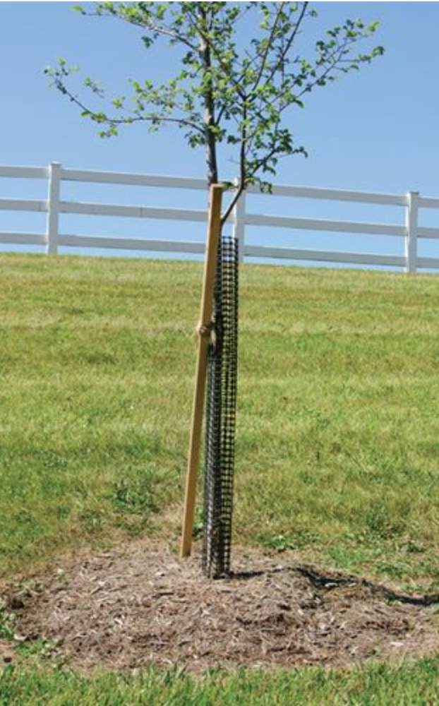 How to Protect Trees From Deer Rub Rigid Plastic Mesh Tree Guards #BuckRub #AntlerRub #DeerRub #DeerDamage #TreeTrunkDamage #ProtectTrees #TreeDamage #TreeWrap