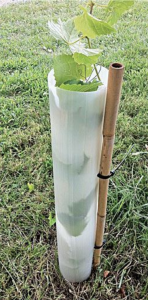 How to Protect Trees From Deer Rub Tree Pro 24 Slit Tube Tree Shelter #BuckRub #AntlerRub #DeerRub #DeerDamage #TreeTrunkDamage #ProtectTrees #TreeDamage #TreeWrap