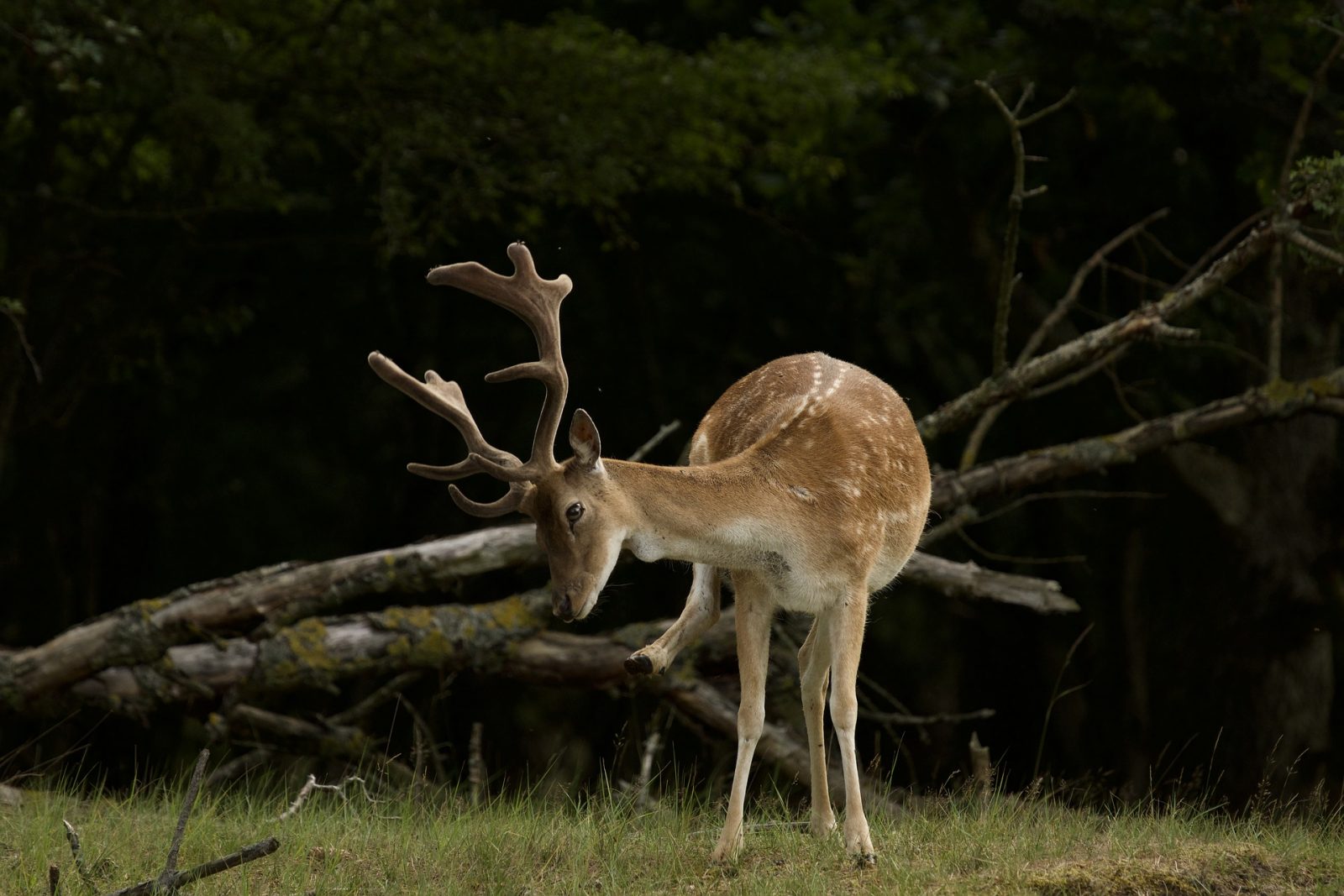 How to Protect Trees From Deer Rub Buck Rubbing On Tree #BuckRub #AntlerRub #DeerRub #DeerDamage #TreeTrunkDamage #ProtectTrees #TreeDamage #TreeWrap