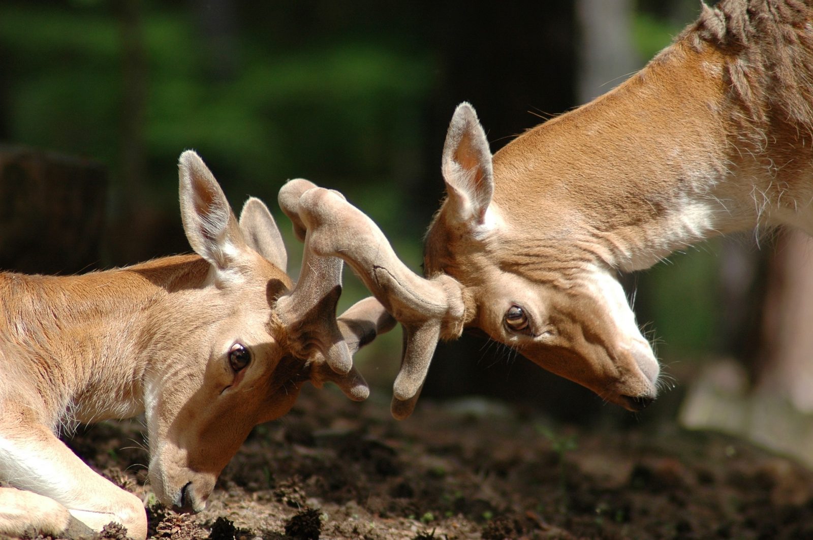 How to Protect Trees From Deer Rub Two Bucks in Conflict