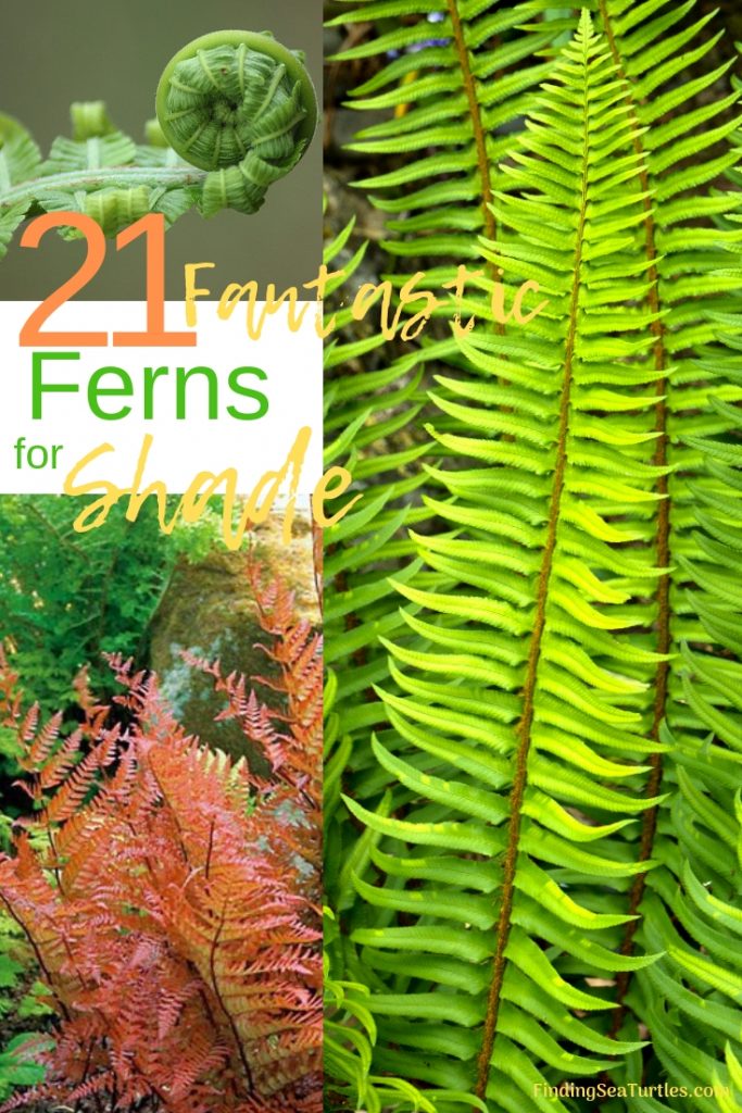 21 Best Ferns for Your Garden