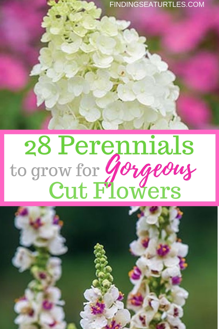 28 Perennials To Grow For Gorgeous Cut Flowers #CutFlowers #Garden #Gardening #Spring #SpringGardening #CuttingGarden