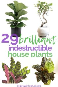 29 Easy Houseplants to Beat the Winter Blues!