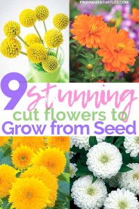 9 Cut Flowers to Grow From Seed