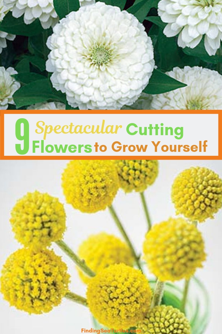 9 Spectacular Cutting Flowers To Grow Yourself #CutFlowers #CuttingGarden #Garden  #Gardening #Landscape