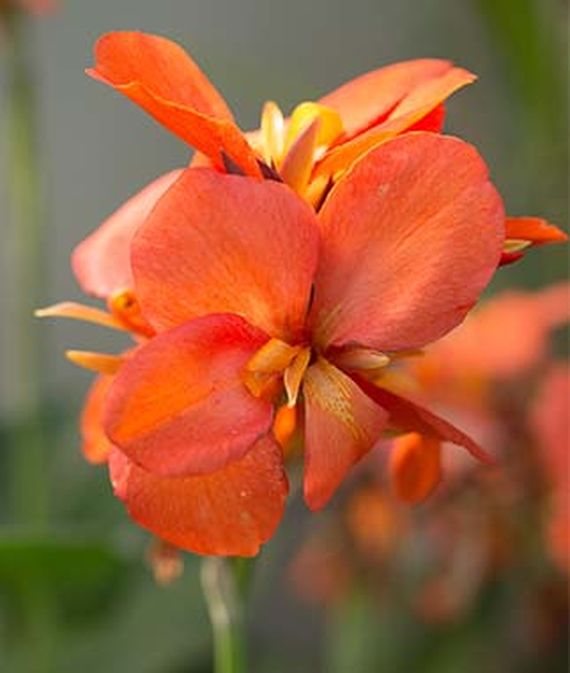 9 Cut Flowers to Grow From Seed Cannova Orange Shade Canna #CutFlowers #Garden #Gardening #Summer #SummerGardening #CuttingGarden #Annuals #FlowerSeeds