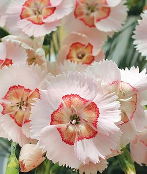 28 Best Perennials for a Cutting Flower Garden Dianthus Georgia Peach Pie #CutFlowers #Garden #Gardening #Spring #SpringGardening #CuttingGarden