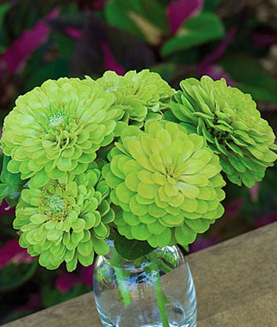 9 Cut Flowers to Grow From Seed Envy Zinnia #CutFlowers #Garden #Gardening #Summer #SummerGardening #CuttingGarden #Annuals #FlowerSeeds