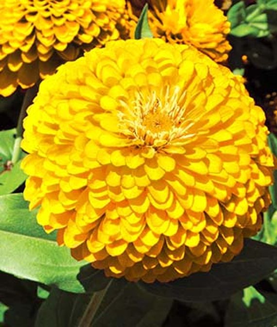 9 Cut Flowers to Grow From Seed Gold Treasure Zinnia #CutFlowers #Garden #Gardening #Summer #SummerGardening #CuttingGarden #Annuals #FlowerSeeds