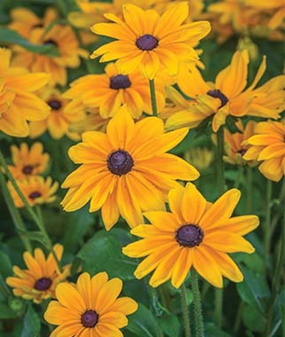 9 Cut Flowers to Grow From Seed - Indian Summer Rudbeckia #CutFlowers #Garden #Gardening #Summer #SummerGardening #CuttingGarden #Annuals #FlowerSeeds