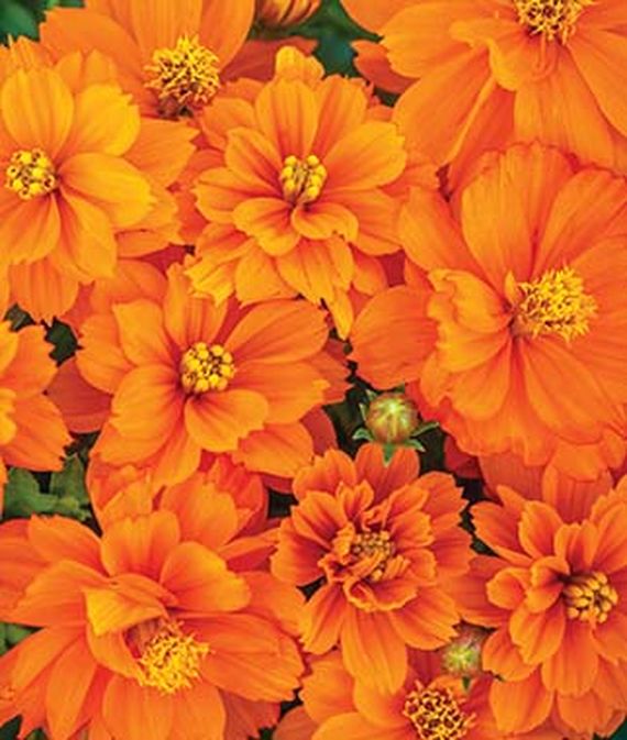 9 Cut Flowers to Grow From Seed Mandarin Orange Cosmos #CutFlowers #Garden #Gardening #Summer #SummerGardening #CuttingGarden #Annuals #FlowerSeeds