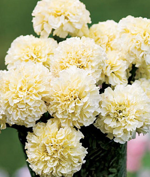 9 Cut Flowers to Grow From Seed Snowman Marigold #CutFlowers #Garden #Gardening #Summer #SummerGardening #CuttingGarden #Annuals #FlowerSeeds