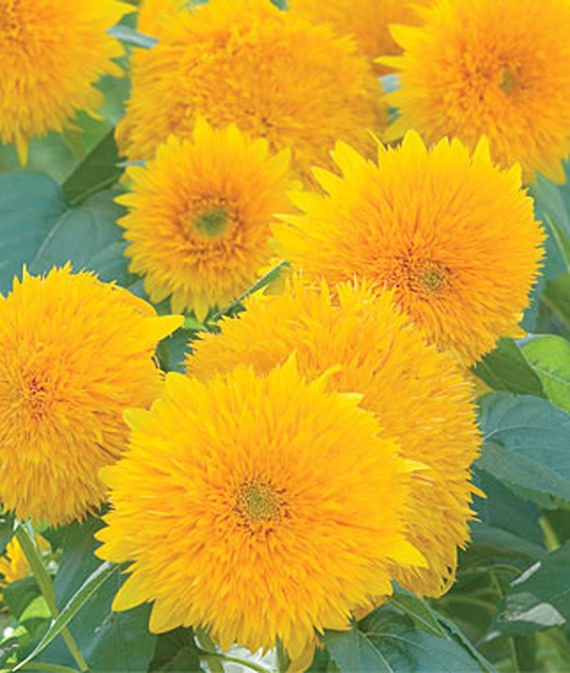 9 Cut Flowers to Grow From Seed Teddy Bear Sunflower #CutFlowers #Garden #Gardening #Summer #SummerGardening #CuttingGarden #Annuals #FlowerSeeds