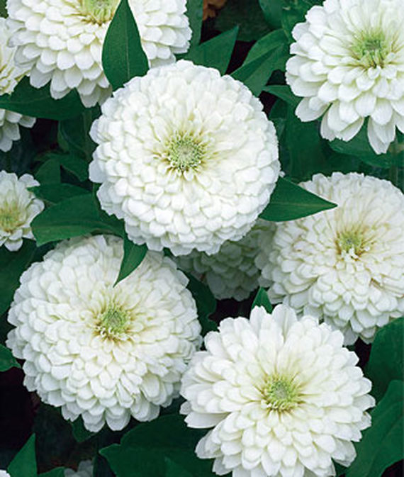 9 Cut Flowers to Grow From Seed White Wedding Zinnia #CutFlowers #Garden #Gardening #Summer #SummerGardening #CuttingGarden #Annuals #FlowerSeeds