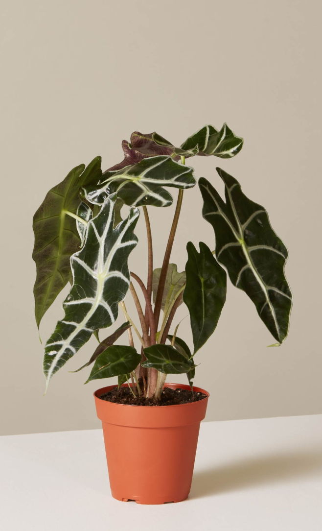 ¡29 plantas de interior fáciles de vencer la tristeza invernal!` Alocasia Polly