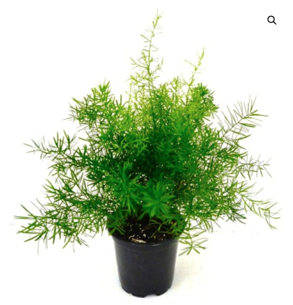 29 Easy Houseplants to Beat the Winter Blues! Asparagus Fern #HousePlants #EasytoGrow #Gardening #LowMaintenance #HomeDecor #IndoorPlants #DIY