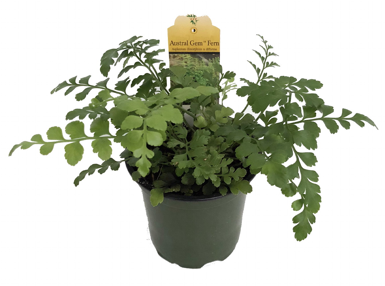 29 Easy Houseplants to Beat the Winter Blues! Austral Gem Fern Asplenium Dimorphum #HousePlants #EasytoGrow #Gardening #LowMaintenance #HomeDecor #IndoorPlants #DIY