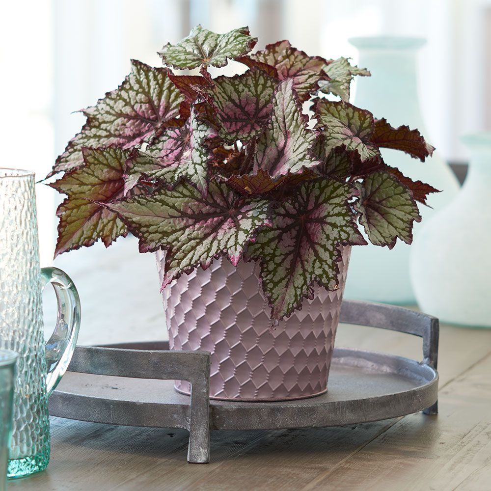 29 Easy Houseplants to Beat the Winter Blues! Begonia Rex Jurassic Green Streak #HousePlants #EasytoGrow #Gardening #LowMaintenance #HomeDecor #IndoorPlants #DIY