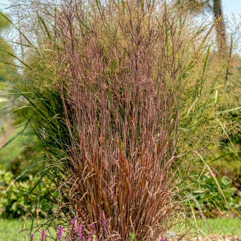 24 Best Ornamental Grasses Blackhawks Big Bluestem #Grasses #OrnamentalGrasses #Perennials #Garden #Gardening #Landscape 