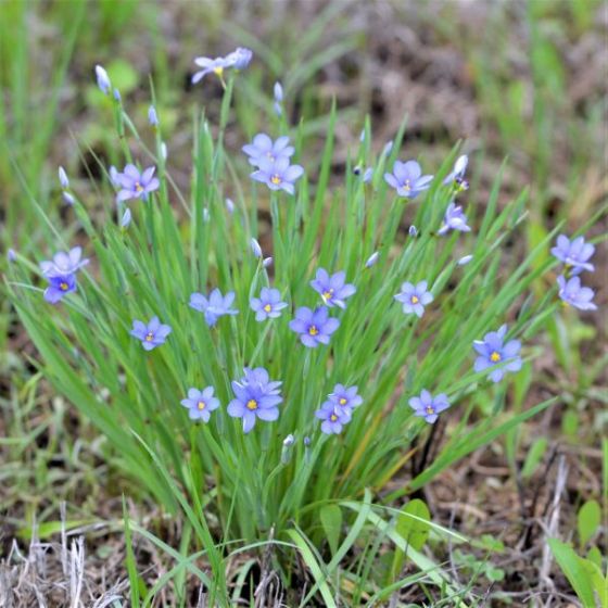 24 Best Ornamental Grasses Blue Note Blue Eyed Grass #Grasses #OrnamentalGrasses #Perennials #Garden #Gardening #Landscape 