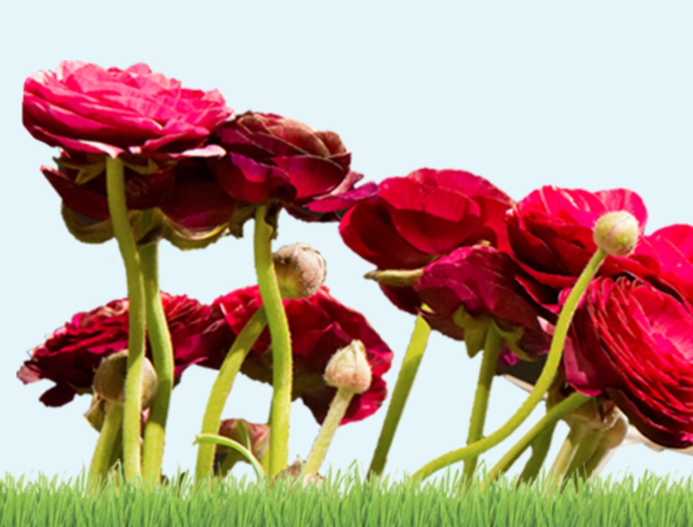 Boston Flower Show 2019: The Beauty of Balance Boston Flower Show 2019 #BostonFlowerShow #BostonFlowerGardenShow #Spring #SpringTime #SpringFlowers #Boston