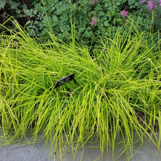 24 Best Ornamental Grasses Bowles Golden Sedge Grass #Grasses #OrnamentalGrasses #Perennials #Garden #Gardening #Landscape 