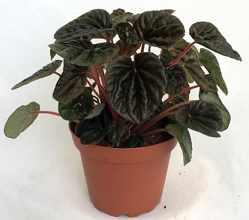 29 Easy Houseplants to Beat the Winter Blues! Burgundy Ripple Peperomia #HousePlants #EasytoGrow #Gardening #LowMaintenance #HomeDecor #IndoorPlants #DIY