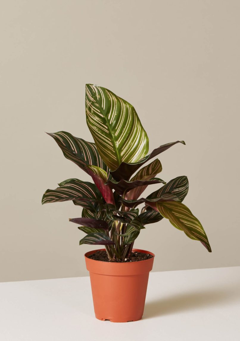 29 Easy Houseplants to Beat the Winter Blues! Calathea Pinstripe #HousePlants #EasytoGrow #Gardening #LowMaintenance #HomeDecor #IndoorPlants #DIY