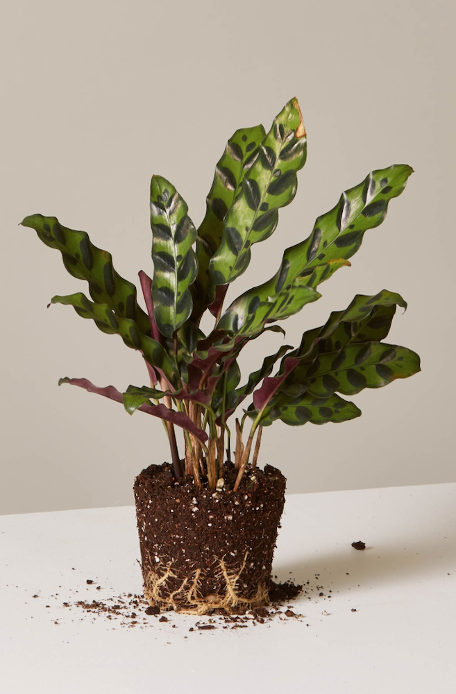 29 Easy Houseplants to Beat the Winter Blues! Calathea Rattlesnake #HousePlants #EasytoGrow #Gardening #LowMaintenance #HomeDecor #IndoorPlants #DIY