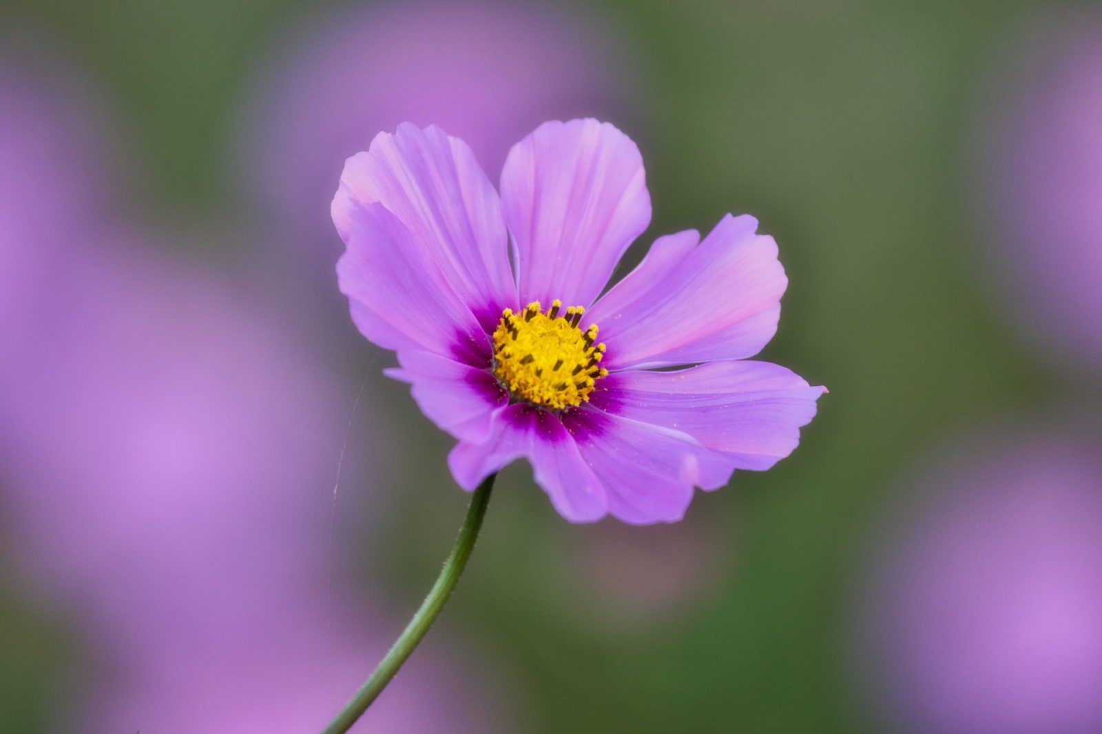 Boston Flower Show 2019: The Beauty of Balance Cosmos #BostonFlowerShow #BostonFlowerGardenShow #Spring #SpringTime #SpringFlowers #Boston